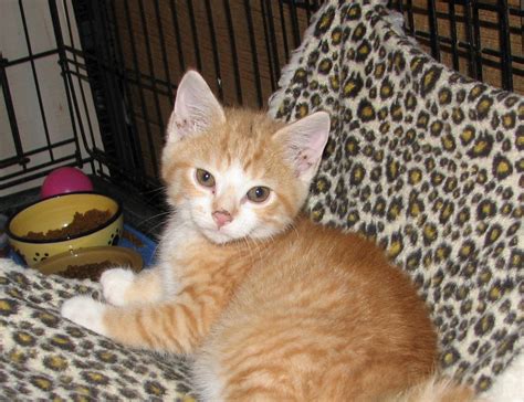 Willowby Red Tabbywhite Male Adopted Cat And Kitten