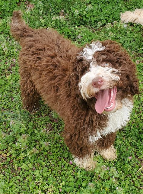 We have puppy's available throughout the year at specific times. BELLEAUWOOD LABRADOODLES - Australian Labradoodle Puppies ...