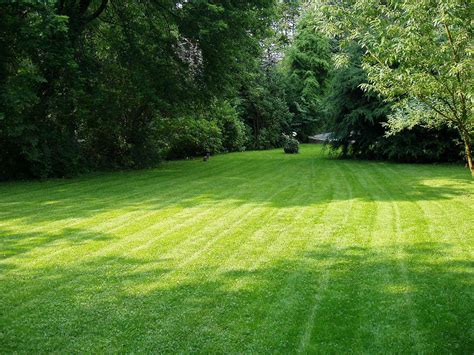 Cool Season Grasses Keeping Your Lawn Green This Fall