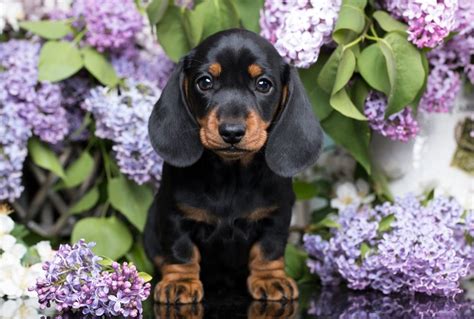 Small dog breeds are increasingly popular as companions for older citizens, for miniature schnauzer. Cutest Dog Breeds as Puppies | Reader's Digest