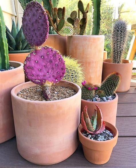Terracotta Pots With A Purple Cactus Cactus Suculents Succulents
