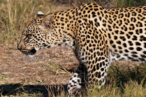 Close Up Of A Leopard Panthera Pardus Savuti Channel Linyanti