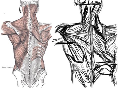 Human Anatomy Back By Danielthefast On Deviantart