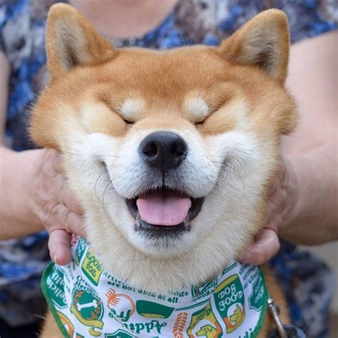 Meet The Shiba Inu Whos Become An Instagram Star For His Adorable
