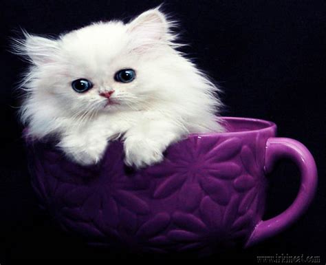 Teacup ragamuffins get to between 5 and 9 pounds as adults. Get the Scoop on Teacup Persian Kittens For Sale Near Me ...