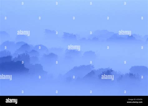Early Morning Mist Among Trees Stock Photo Alamy