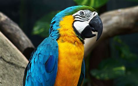 Download Macaw Colorful Blue Yellow Parrot Bird Animal Blue And Yellow