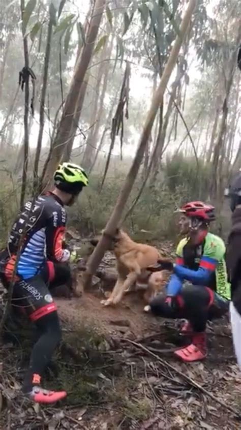 Looking for a neurologist near me? Cyclists Found Dog In Forest, Tied To A Tree | Animal ...