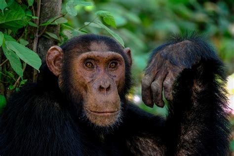 Free Images Mammal Vertebrate Common Chimpanzee Primate