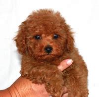 Almost always, you will see apricot goldendoodles contain black physical attributes throughout their body including their nose, eyes, toenails, and eye rims. Miniature Red Poodles for Sale | AKC Poodles | Toy Apricot ...