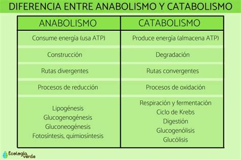 Diferencia Entre Anabolismo Y Catabolismo Resumen