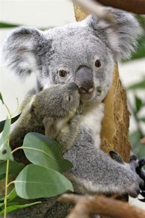 673 Best Images About Animals Koala On Pinterest Mothers A Tree And Zoos