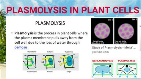 Plasmolysis In Plant Cells Types And Significance Youtube