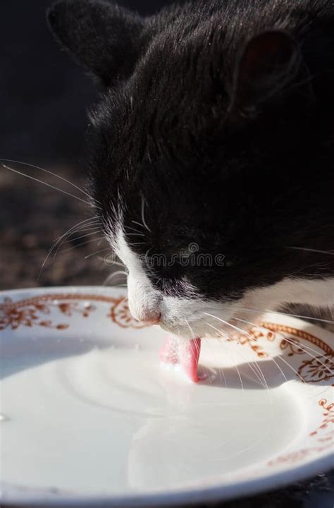 cats drinking milk from bowl stock image image of background beautiful 105655033