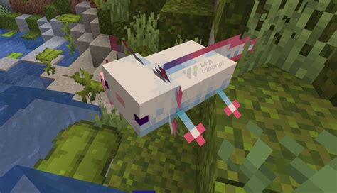 What Is The Rarest Axolotl In Minecraft And How To Tame It
