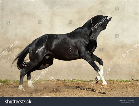Magnificent Black Akhal Teke Stallion Four Stock Photo 1732203490