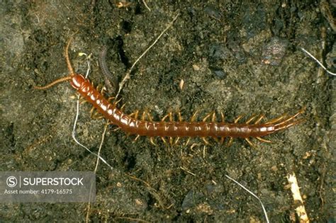 Stone Centipede Lithobius Forficatus Superstock