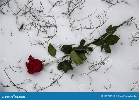 A Red Rose In The Snow With The Branches Background A Winter Day