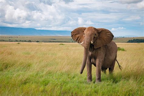 Diez Curiosidades Sobre Los Elefantes Que No Te Imaginabas Yo Animal