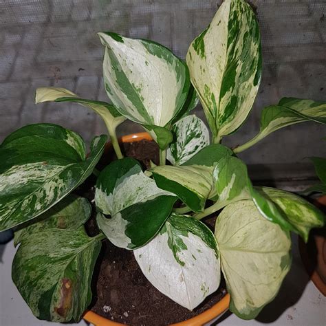 What Kind Of Pothos Is This Rhouseplants