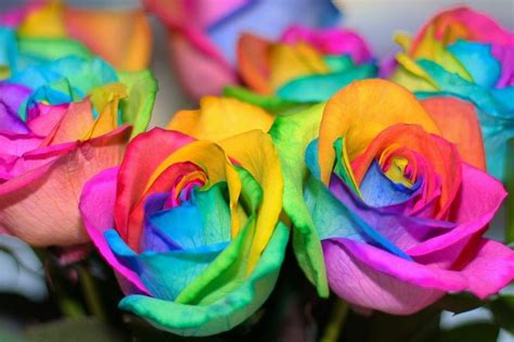 Image About Photography In Flowers 💐 By Lauren Rainbow Roses Flower