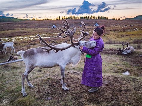 The Complete Guide To Visiting Mongolia S Mystical Tsaatan Reindeer Herders Crawford Creations