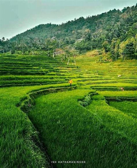Side Paddy Fields In Matale🌾🌾🌾 This Is A System Used By Sri Lankan