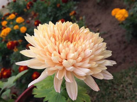 Beautiful Chrysanthemum Chrysanthemum Wikipedia The Free