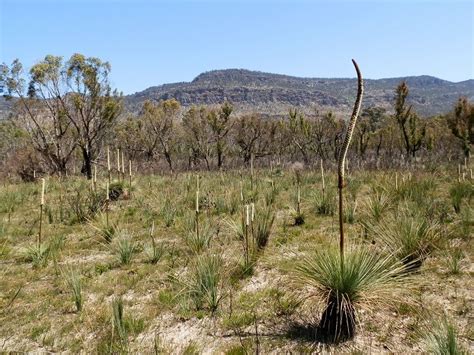 There are 25494 grass and trees for sale on etsy, and they cost $13.76 on average. Grass Trees (#Xanthorrhoea) in the Victoria Valley, #Grampians, #Australia | Australian ...