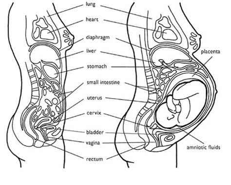 Detailed female body organs anatomy and pregnancy period fetus development drawing. Surrogate Mother - Growing a Family: September 2010