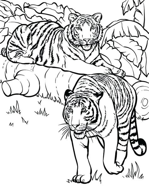 In case you don\'t find what you are looking for, use the top search bar to search. Saber Tooth Tiger Coloring Page at GetColorings.com | Free ...