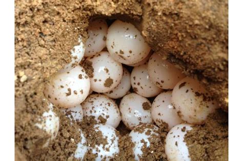 Snapping Turtle Eggs Everything You Should Know