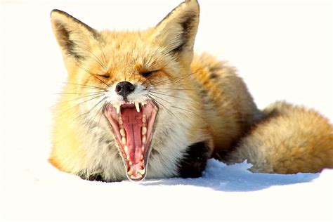 Yawning Fox Photograph By Mannington Creek Photography Fine Art America