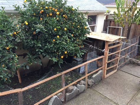 This recent question was posed to me by a resident trying to get her town to allow chicken keeping. A Guide to Raising Urban Backyard Chickens for Busy People ...