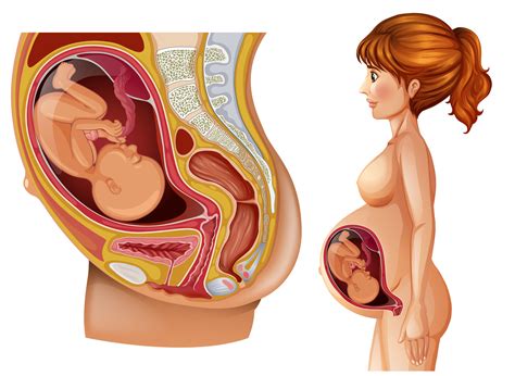 Беременная Женщина Фото Внутри Telegraph