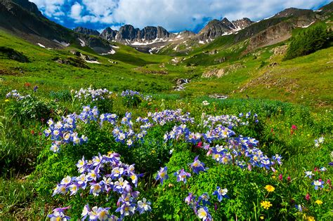 Blue Columbine Wildflowers American Basin San Juan Mountains Range