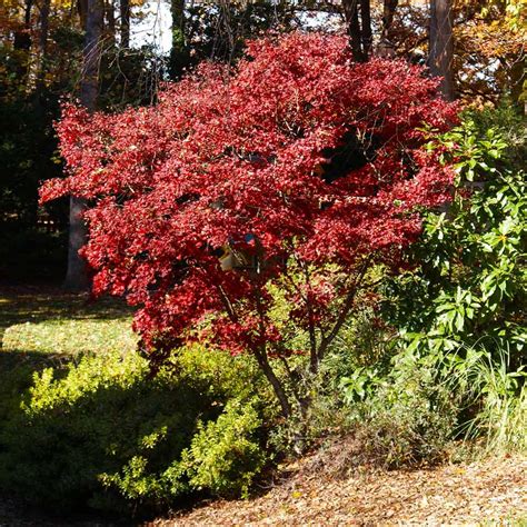 Red Japanese Maple Trees For Sale