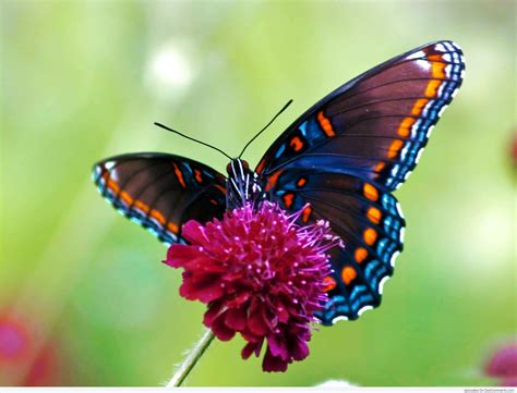 Butterfly Pictures Images Page 7