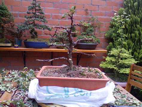 Outstanding bonsai subject or specimen tree with aerial roots, reddish small leaves. Varias especies de bonsáis