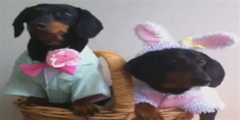 Crusoe The Celebrity Dachshund Has Halloween All Figured Out Huffpost
