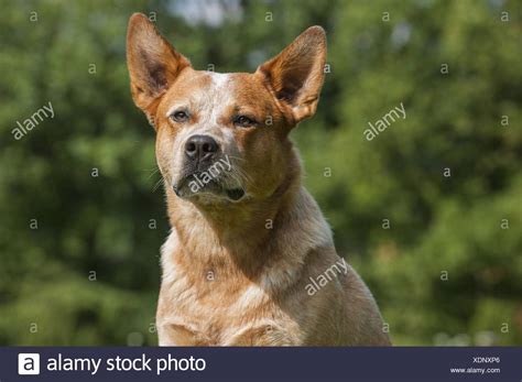 Australian Cattle Dog High Resolution Stock Photography And Images Alamy