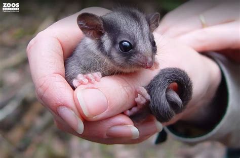 Native Australian Critters That Are Only Seen In Victoria — 5 Ways To