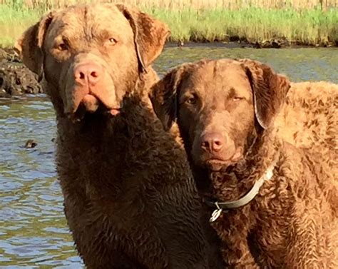 wading river chesapeakes chesapeake bay retriever puppies  sale born