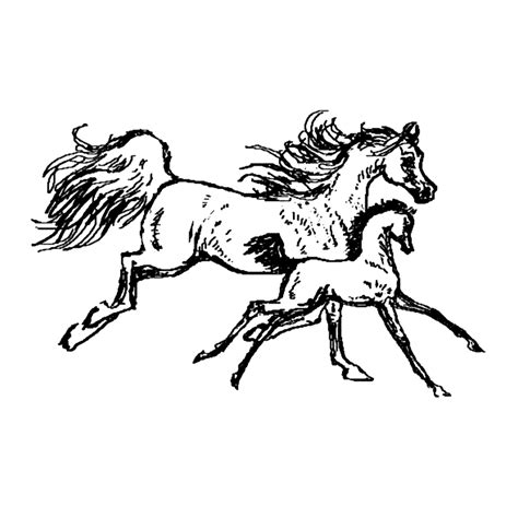 Disclaimer alle afbeeldingen mogen gebruikt worden. Leuk voor kids - paarden-0034