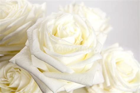 White Roses Stock Image Image Of Blooms Petals Background 13406741