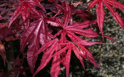 Emperor 1 (acer palmatum 'emperor 1' ). Buy Emperor One Japanese Maple - 2 Gallon - 30-36" HT ...