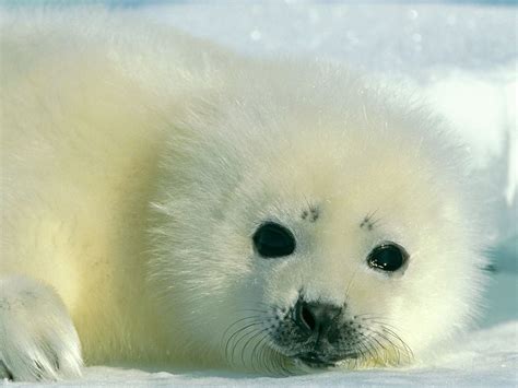 Arctic Seal Cub All Gods Creatures Baby Animals Pictures Baby