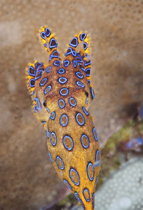 Blue Ringed Octopus Animal Corner