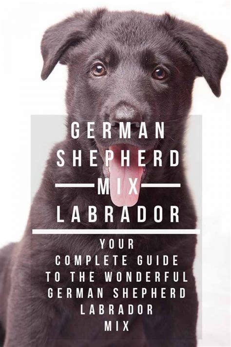 German Shepherd Lab Mix A Complete Guide To The