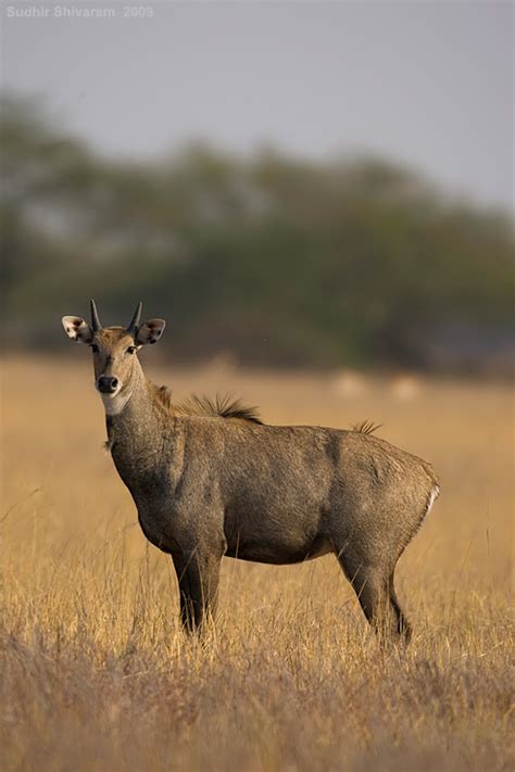Thejunglelook Tales From The Indian Jungle Mg1693 Nilgai